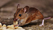 24 Hour & Emergency Exterminators in Bureau Of Public Debt, WV
